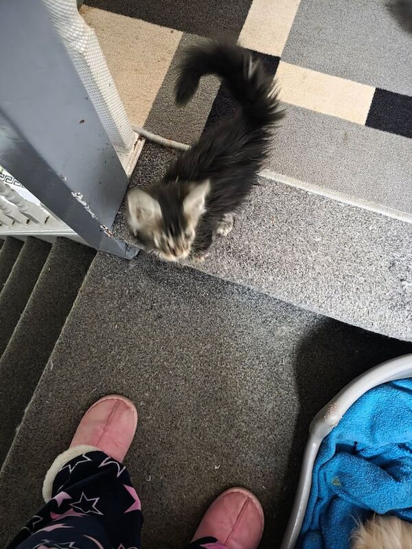 Maine Coon kittens for sale in Blackpool, Lancashire – 8 weeks old - Image 5 of 6