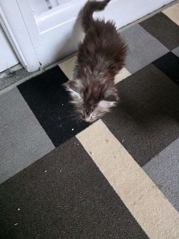 Maine Coon kittens for sale in Blackpool, Lancashire – 8 weeks old - Image 6 of 6