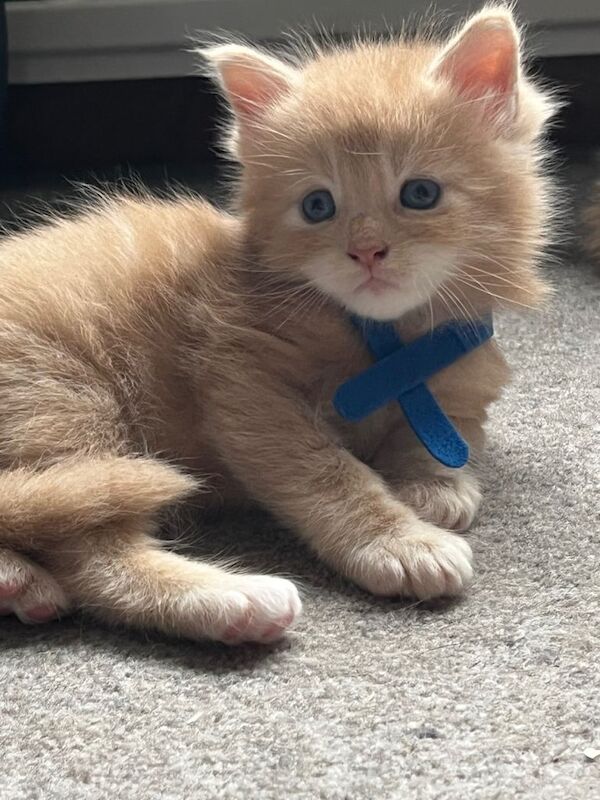 Maine Coon Kittens For Sale