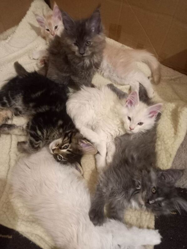 Stunning Maine Coon Kittens (4 Girls, 2 Boys) – Vet Checked & Ready Now
