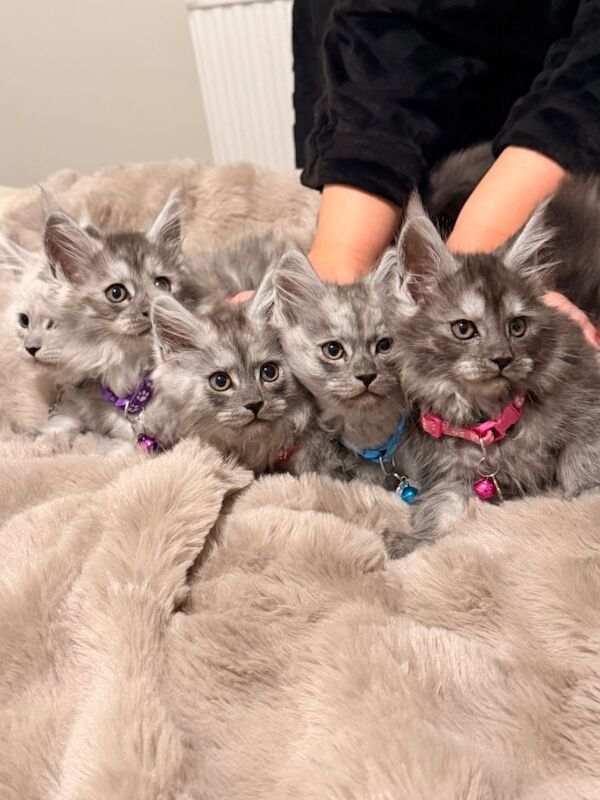 Stunning Maine Coon Kittens (Active) ⭐️