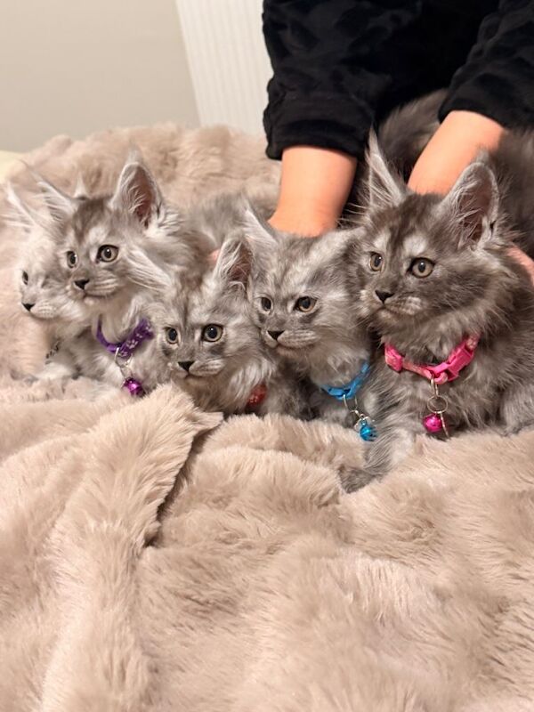 Stunning Maine Coon Kittens (Active) ⭐️ - Image 2 of 3