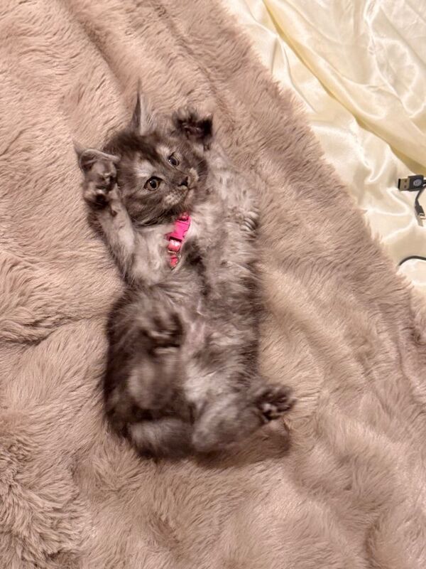 Stunning Maine Coon Kittens (Active) ⭐️ - Image 3 of 3