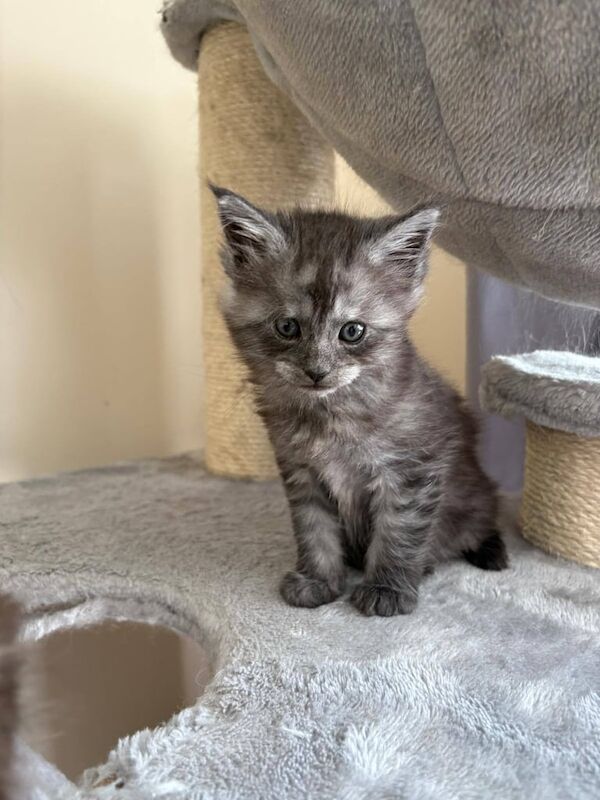 Stunning Maine Coon Kittens for sale/reservation for sale in Livingston, West Lothian