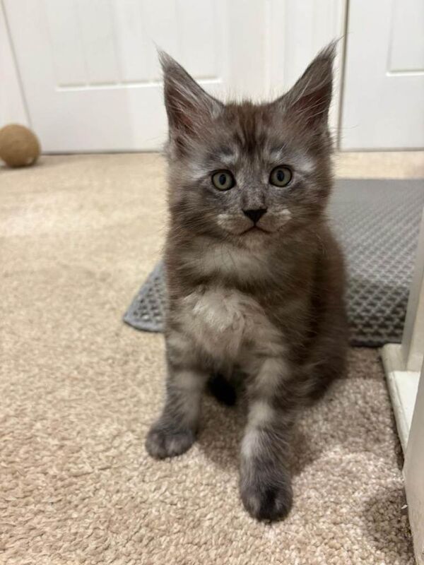 Maine Coon kittens for sale in West Calder, West Lothian – 11 weeks old