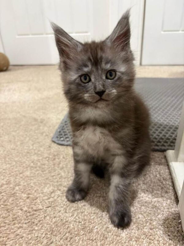 Stunning Maine Coon Kittens for sale/ reservations - Image 2 of 6