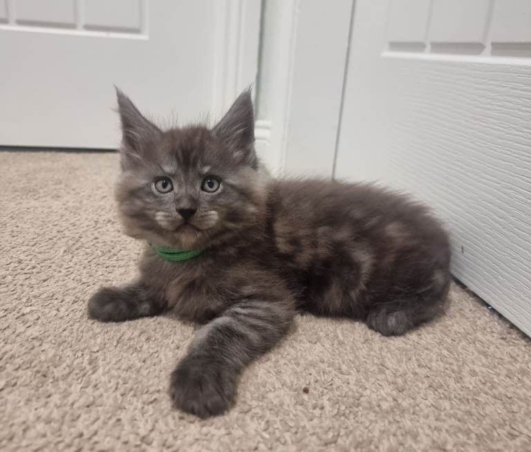 Stunning Maine Coon Kittens for sale/ reservations - Image 3 of 6