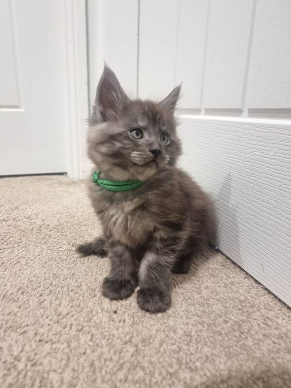 Stunning Maine Coon Kittens for sale/ reservations - Image 4 of 6