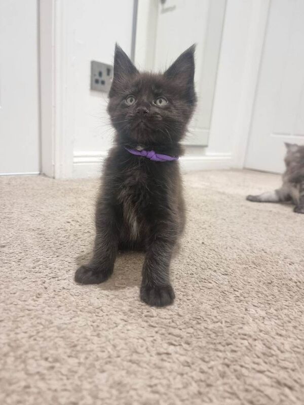 Stunning Maine Coon Kittens for sale/ reservations - Image 5 of 6