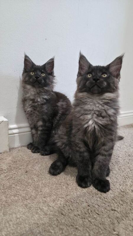 Stunning Maine Coon Kittens Ready To Leave