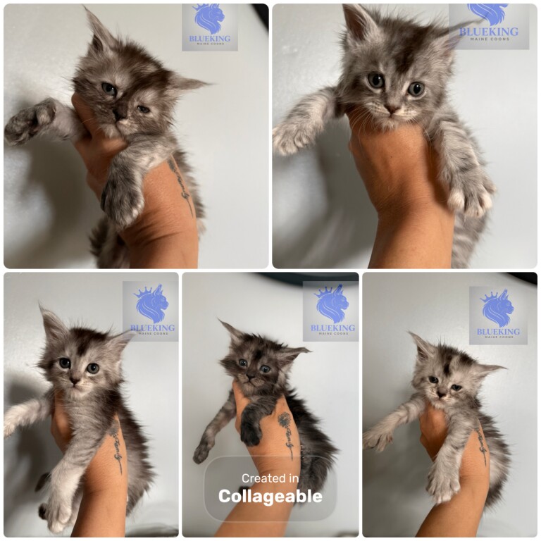 Stunning Maine coon kittens shaded lines and polydactyl - Image 2 of 3
