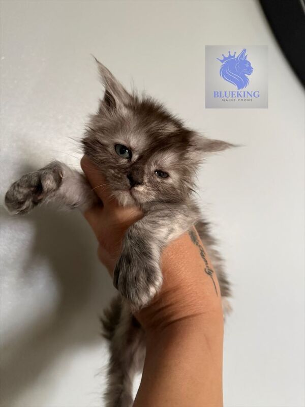 Stunning Maine coon kittens shaded lines and polydactyl - Image 3 of 3