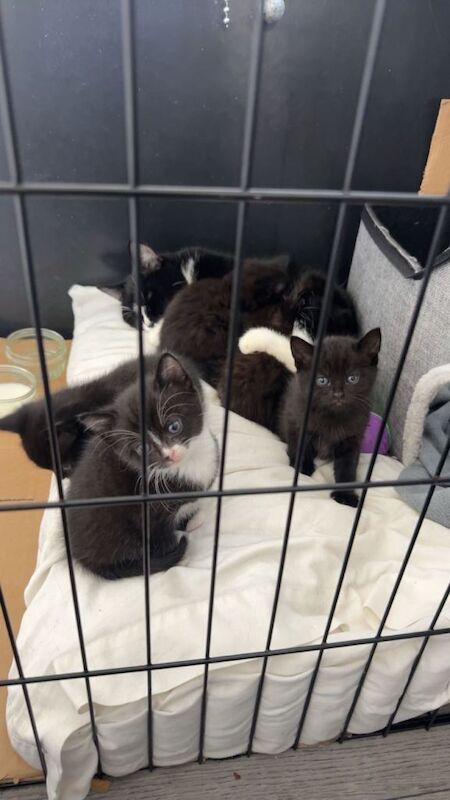 Maine Coon Kittens For Sale Under £300