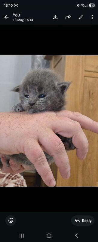 Stunning Maine Coone Kittens 1 male & 1 female left