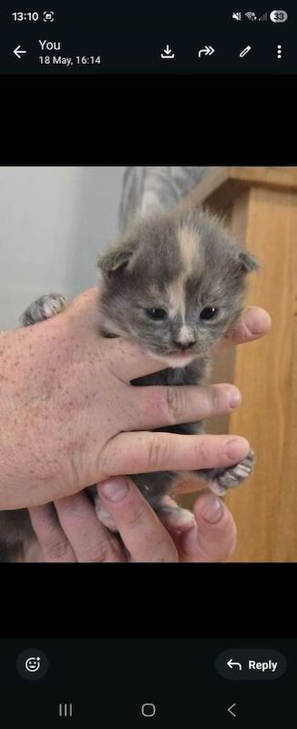 Stunning Maine Coone Kittens 1 male & 1 female left - Image 2 of 5