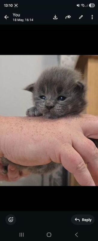 Stunning Maine Coone Kittens 1 male & 1 female left - Image 3 of 5