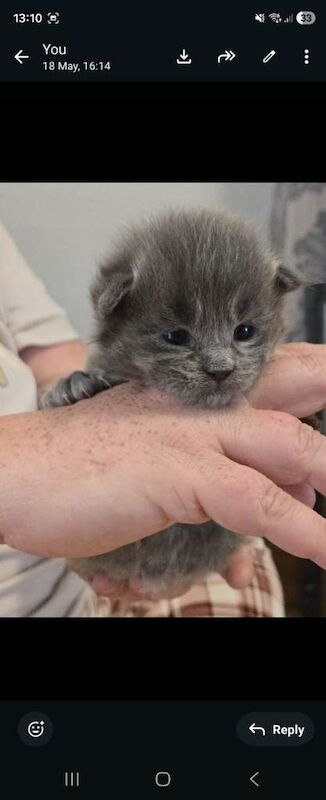 Stunning Maine Coone Kittens 1 male & 1 female left - Image 4 of 5