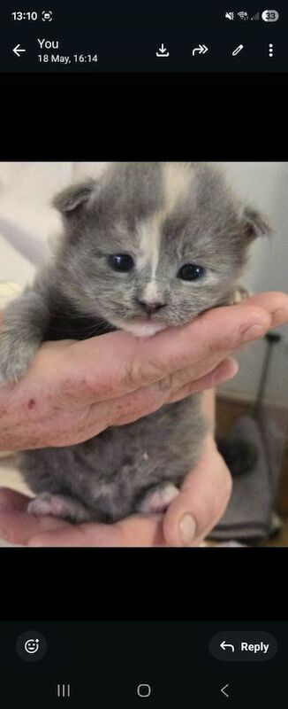 Stunning Maine Coone Kittens 1 male & 1 female left - Image 5 of 5