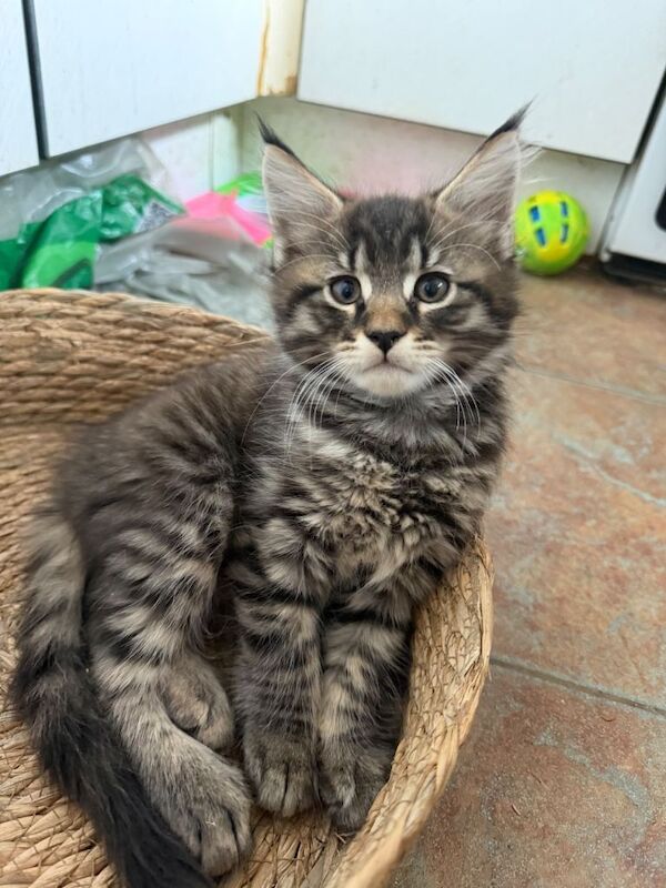 Stunning mainecoon kittens