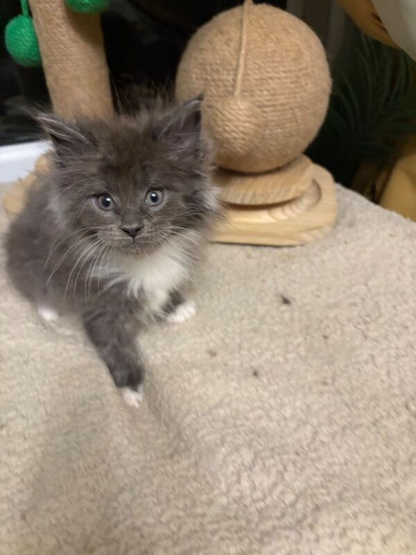 Maine Coon kittens for sale in Nuneaton, Warwickshire – 8 weeks old - Image 2 of 5