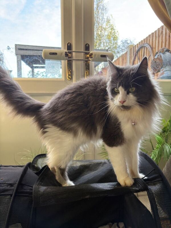 Maine Coon kittens for sale in Nuneaton, Warwickshire – 8 weeks old - Image 3 of 5