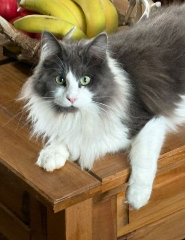 Maine Coon kittens for sale in Nuneaton, Warwickshire – 8 weeks old - Image 5 of 5