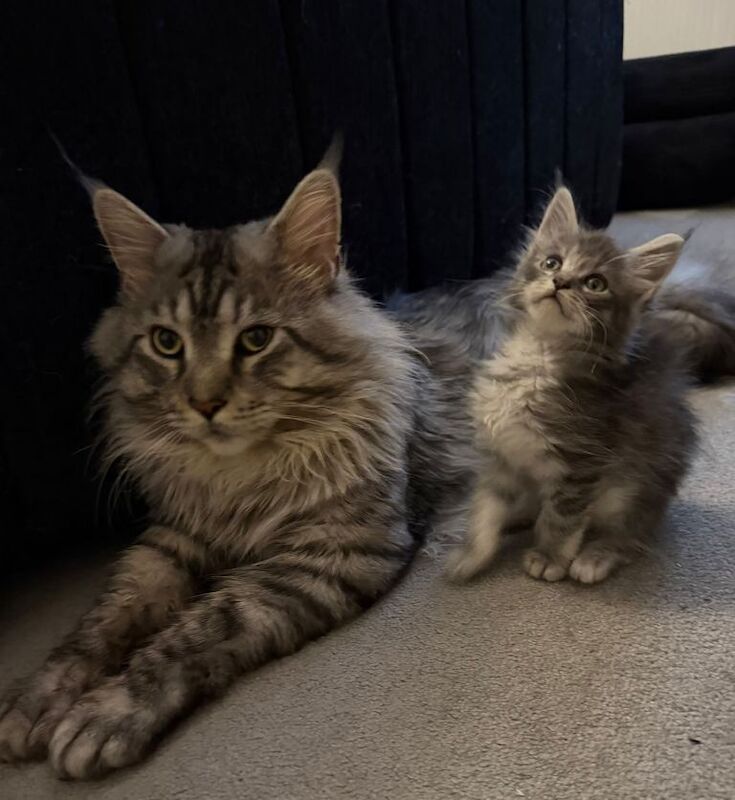 Stunning Pedigree Maine Coon Kittens – Ready for Loving Homes