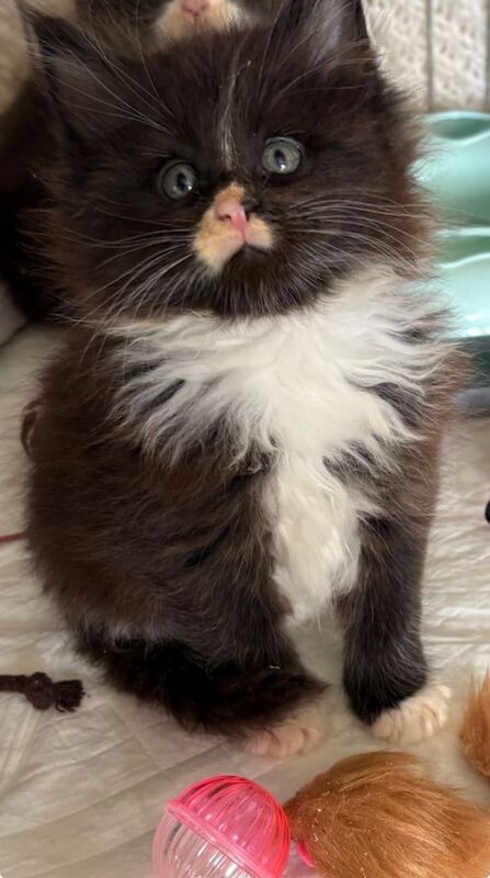 Stunning pedigree Maine coon kittens ready to reserve