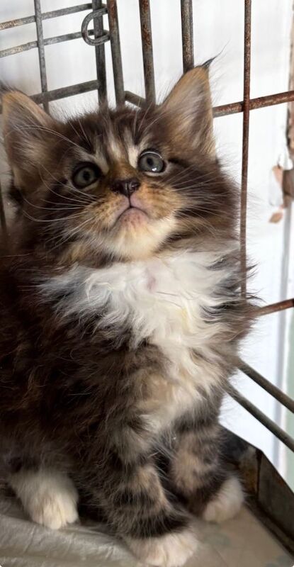 Stunning pedigree Maine coon kittens ready to reserve - Image 2 of 5