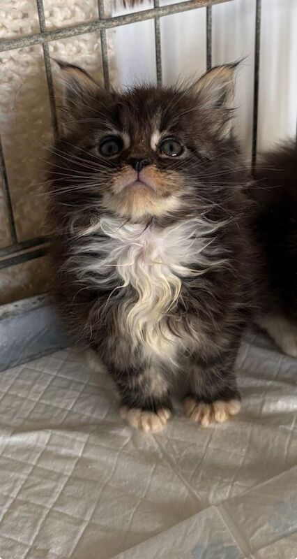 Stunning pedigree Maine coon kittens ready to reserve - Image 3 of 5
