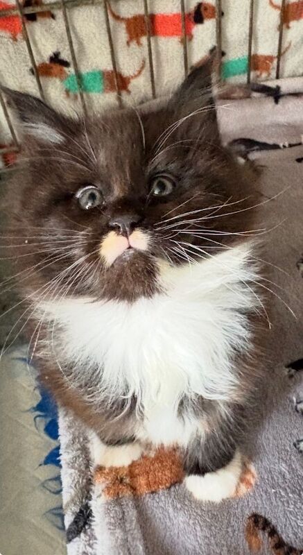 Stunning pedigree Maine coon kittens ready to reserve - Image 4 of 5