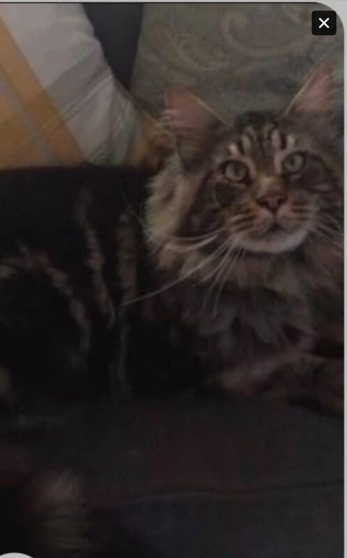 Stunning pedigree Maine coon kittens ready to reserve - Image 5 of 5