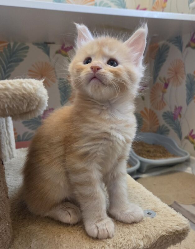 Stunning Quality Tica reg shaded line kittens for sale in Rainham, Kent