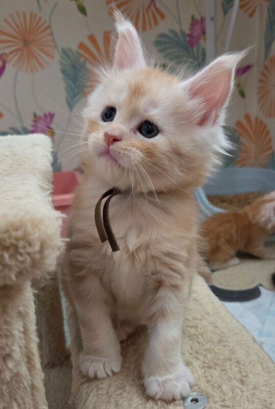 Stunning Quality Tica reg shaded line kittens for sale in Rainham, Kent | Image 2