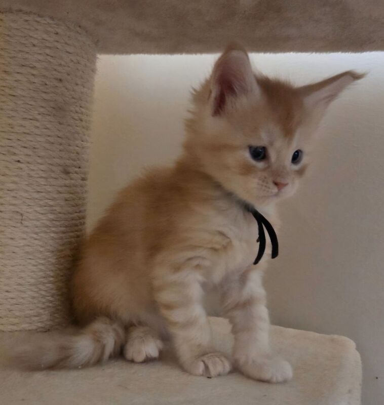 Stunning Quality Tica reg shaded line kittens for sale in Rainham, Kent | Image 3