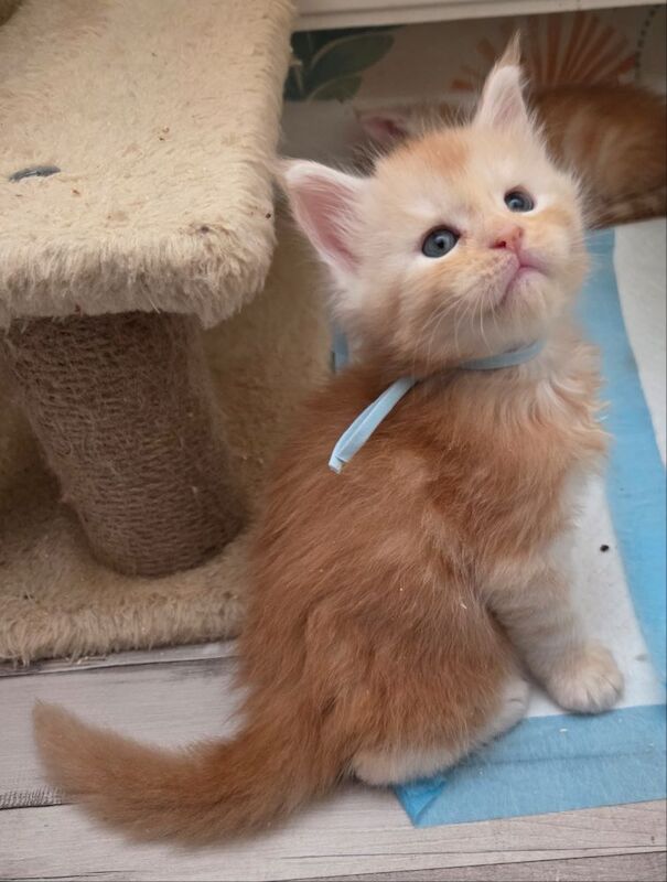 Stunning Quality Tica reg shaded line kittens for sale in Rainham, Kent | Image 4