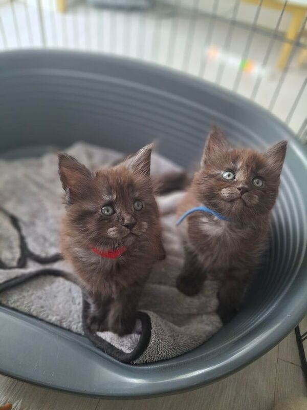 Maine Coon kittens for sale in Poole, Dorset – 8 weeks old