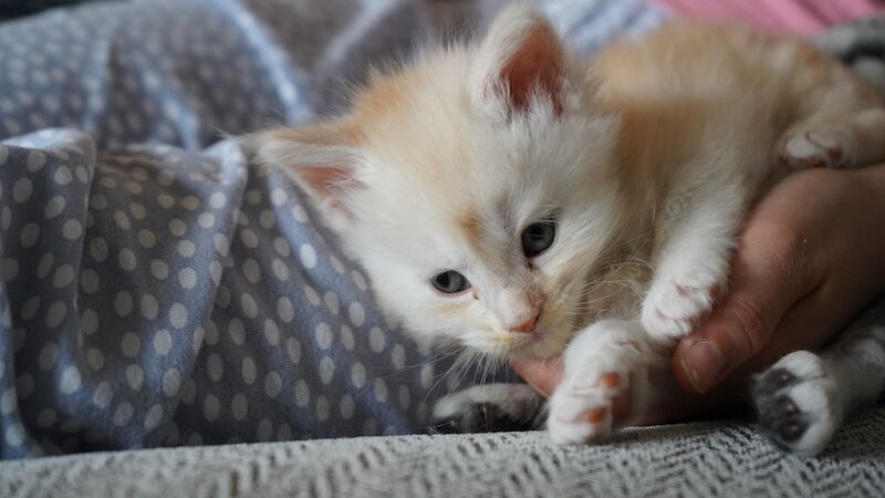 Stunning, rare colour, TICA pedigree, friendly Maine Coon kittens! for sale in Partington, Greater Manchester