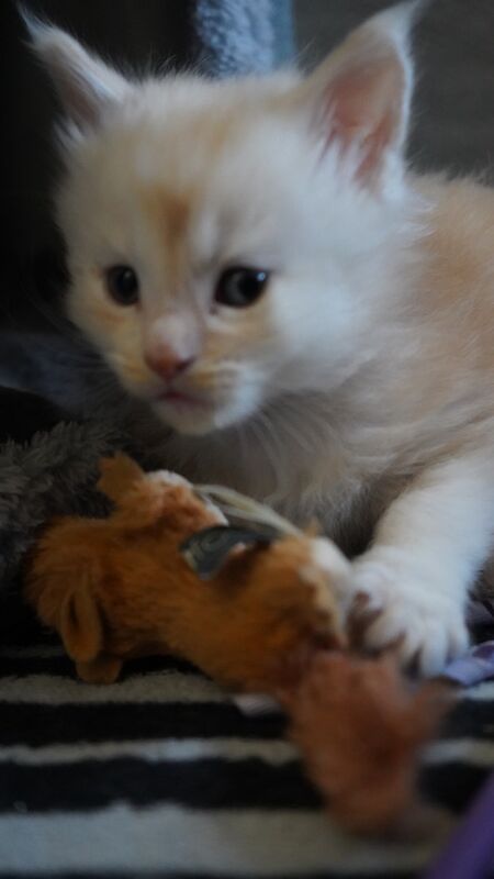 Stunning, rare colour, TICA pedigree, friendly Maine Coon kittens! for sale in Partington, Greater Manchester | Image 2