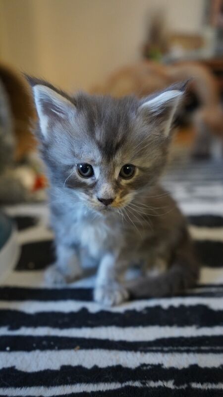 Stunning, rare colour, TICA pedigree, friendly Maine Coon kittens! for sale in Partington, Greater Manchester | Image 3