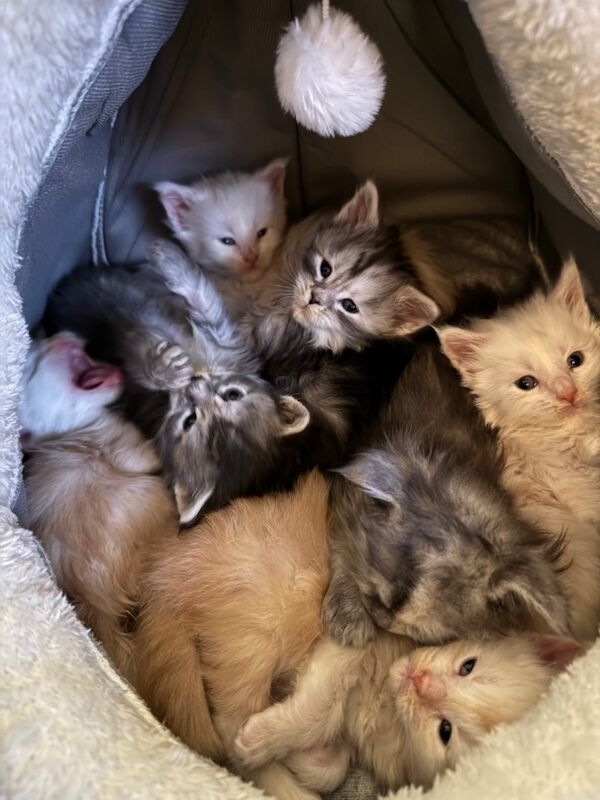 Stunning, rare colour, TICA pedigree, friendly Maine Coon kittens! for sale in Partington, Greater Manchester | Image 1