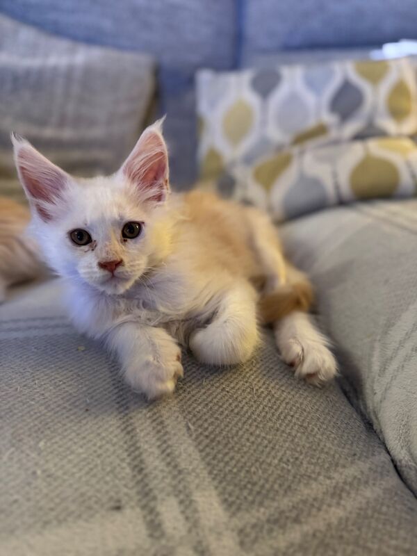 Stunning, rare colour, TICA pedigree, friendly Maine Coon kittens! for sale in Partington, Greater Manchester | Image 2