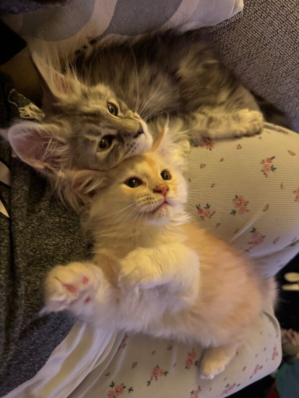 Stunning, rare colour, TICA pedigree, friendly Maine Coon kittens! for sale in Partington, Greater Manchester | Image 3
