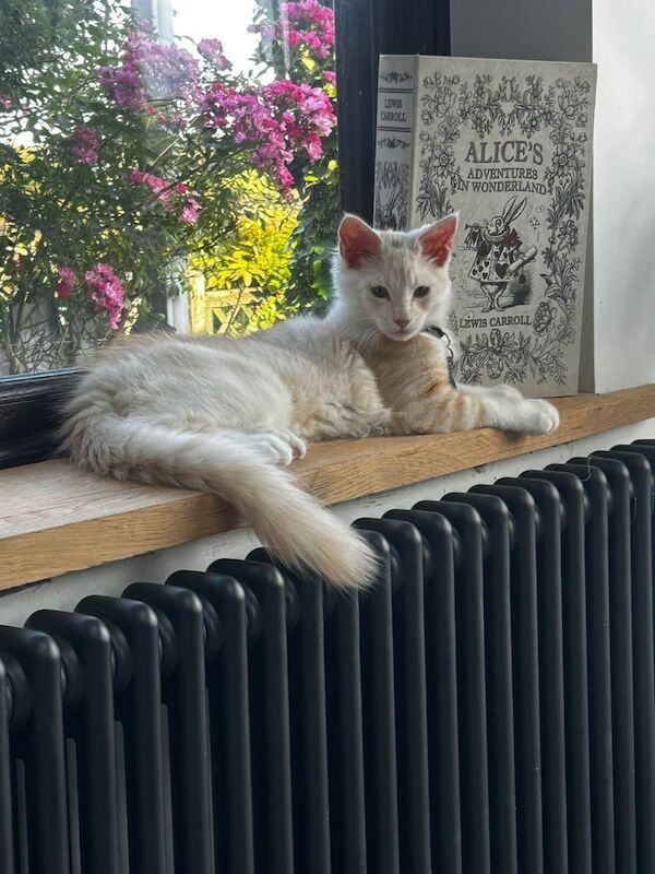 GCCF Registered Maine Coon Kittens For Sale