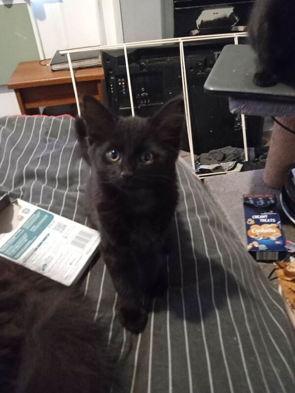 Maine Coon Kittens For Sale Under £300