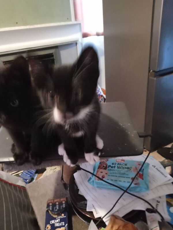 Super healthy crossbreed kittens for salee - Image 2 of 3