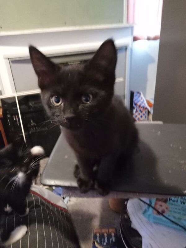 Super healthy crossbreed kittens for salee - Image 3 of 3