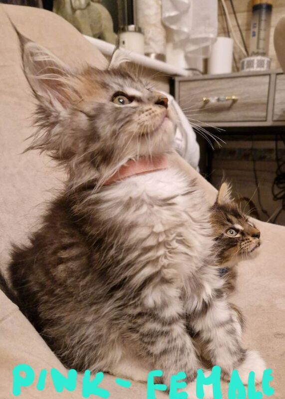 Maine Coon kittens for sale in Wembley, Greater London – 9 weeks old