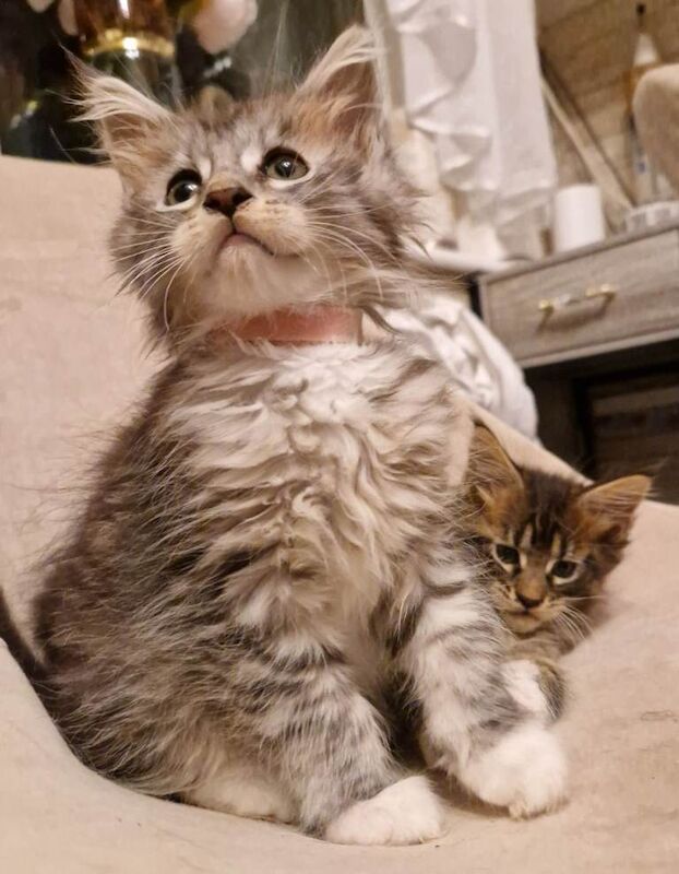 Maine Coon kittens for sale in Wembley, Greater London – 9 weeks old - Image 2 of 3