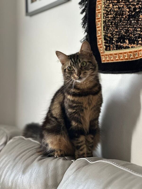 Maine Coon kittens for sale in Portsmouth, Hampshire – 1 year old